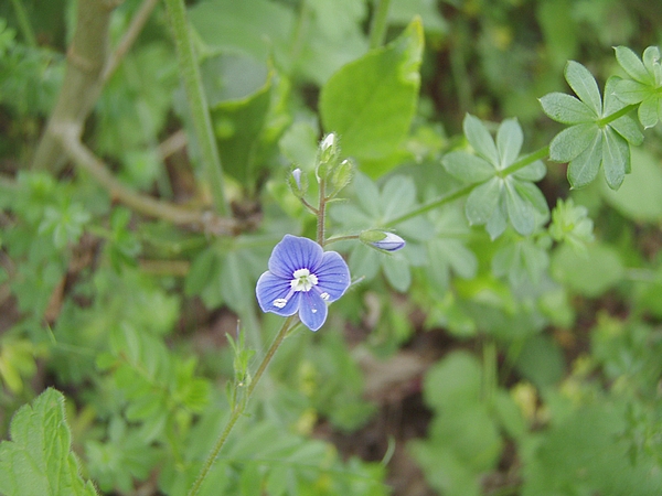 Linum bienne, Aquilegia sp., Veronica chamaedrys